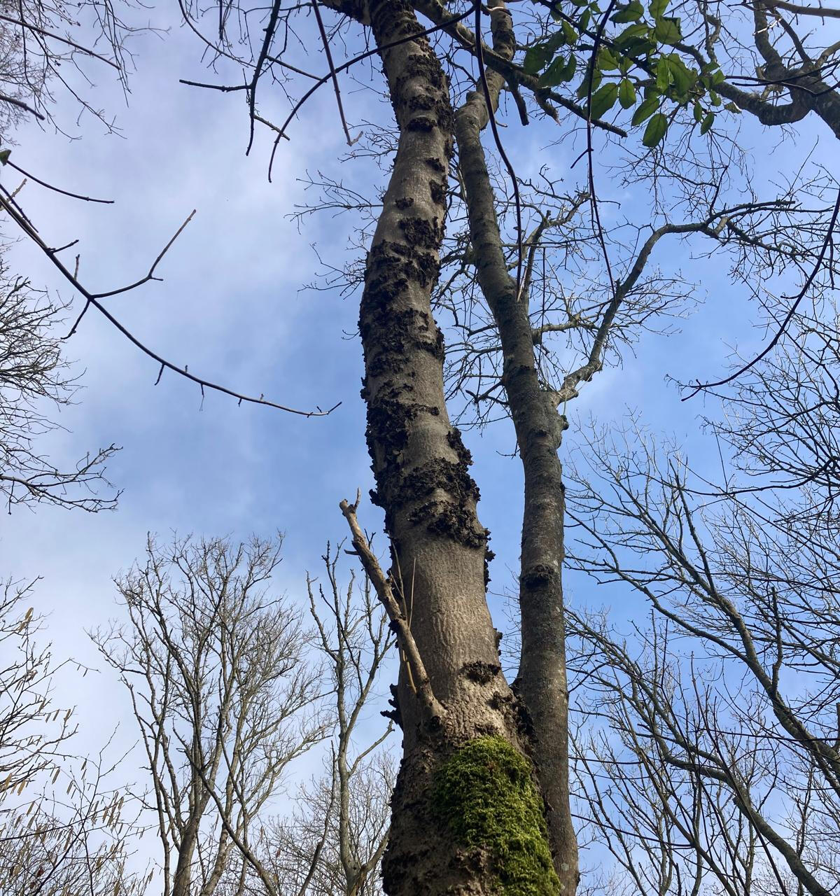 woodland regeneration